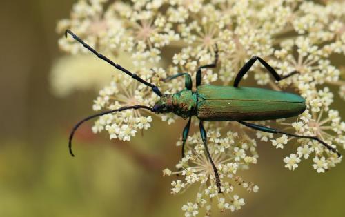 Réf. 238 937 : Aromia moschata